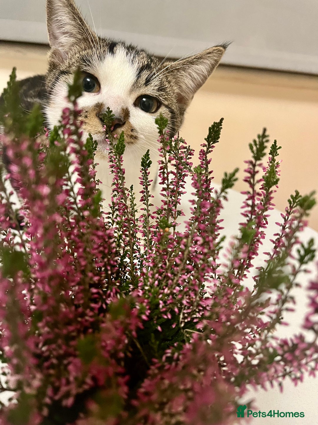 American Shorthair cats for sale: Leo & Levy - Image 6