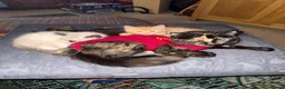 Munchkin cats for sale: 3 Gorgeous Munchkin Norwegian Forest X Kits - Advert 9
