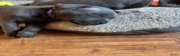 Staffordshire Bull Terrier dogs for sale: Blue and Black Staffies in Deeside - Advert 9