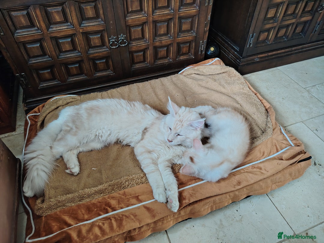 Maine Coon cats for sale: Home raised stunning Mainecoon boys. - Image 23