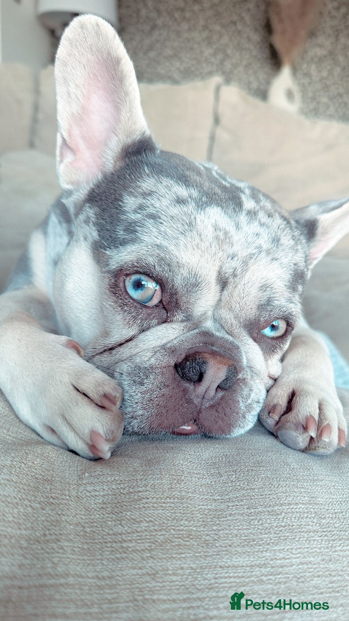 French Bulldog dogs ❤️🐶 MIKA – A LITTLE FRENCHIE FULL OF CHARACTER - Advert 1