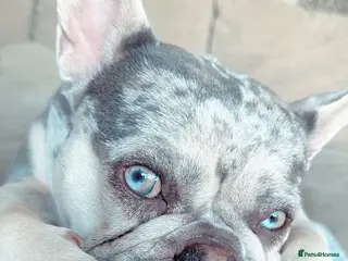 French Bulldog dogs ❤️🐶 MIKA – A LITTLE FRENCHIE FULL OF CHARACTER - Advert 1