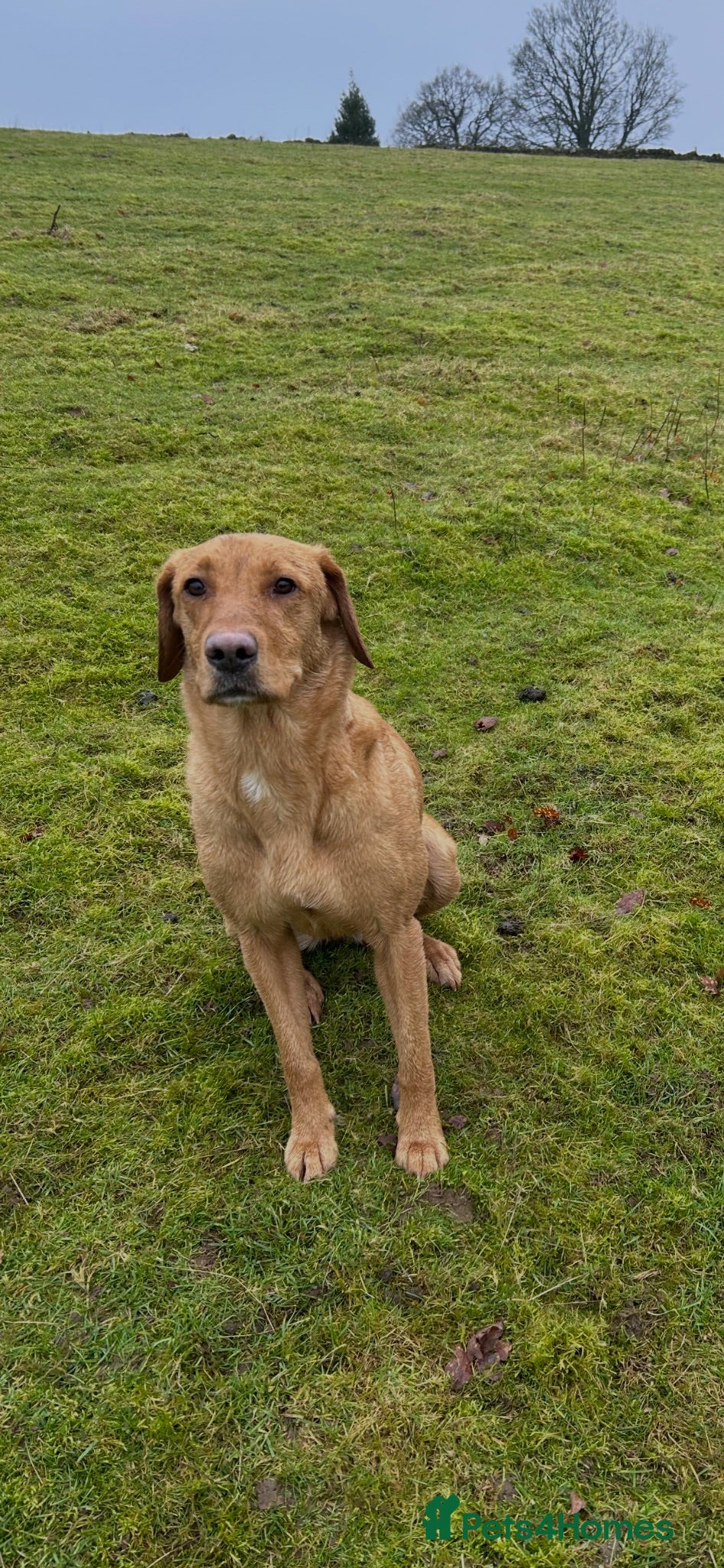 Labrador Retriever dogs Fox Red Labradors KC REG - Advert 2