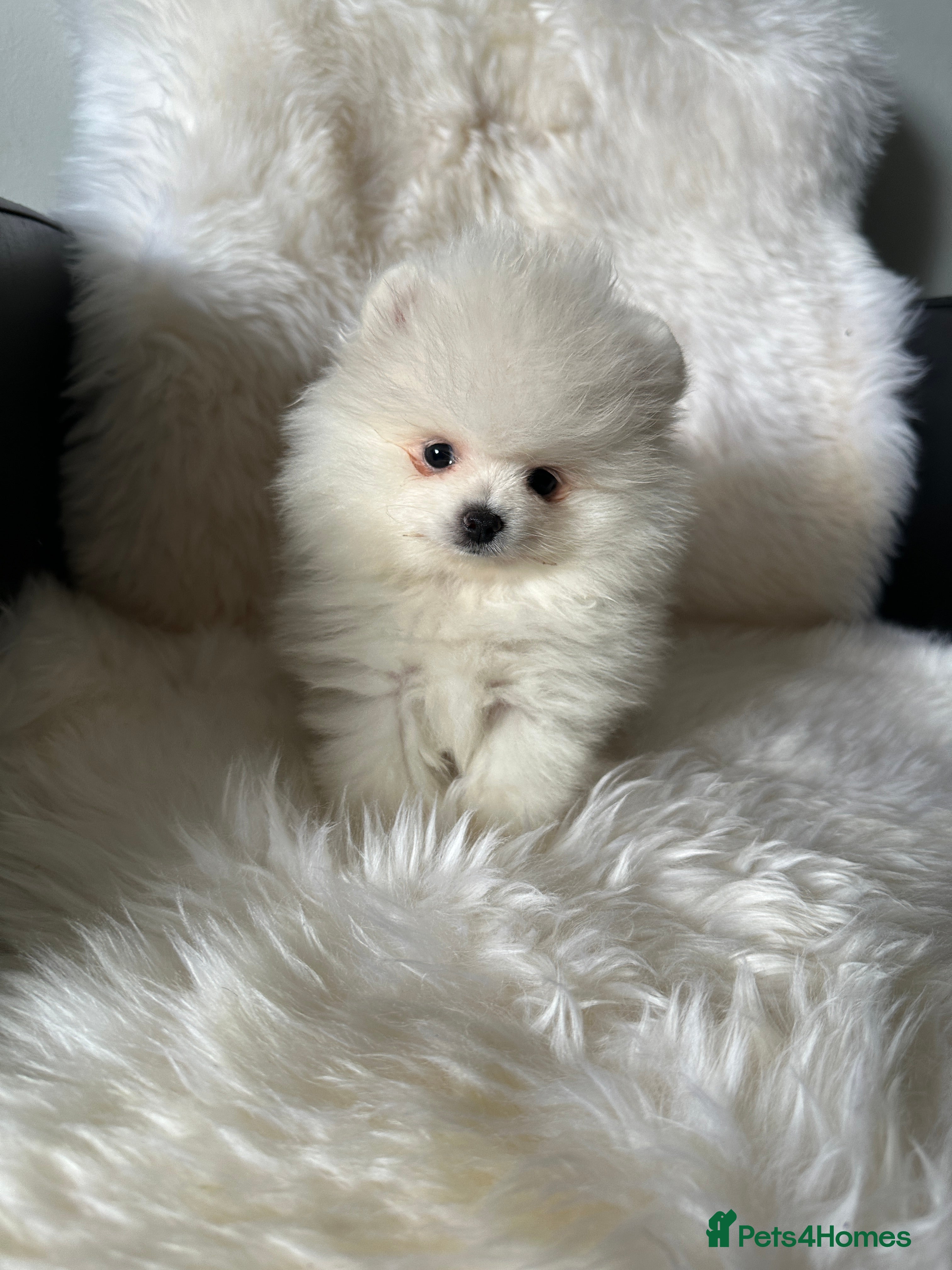 Pomeranian dogs KC pomeranian BOY (!) for reservation!  - Advert 11