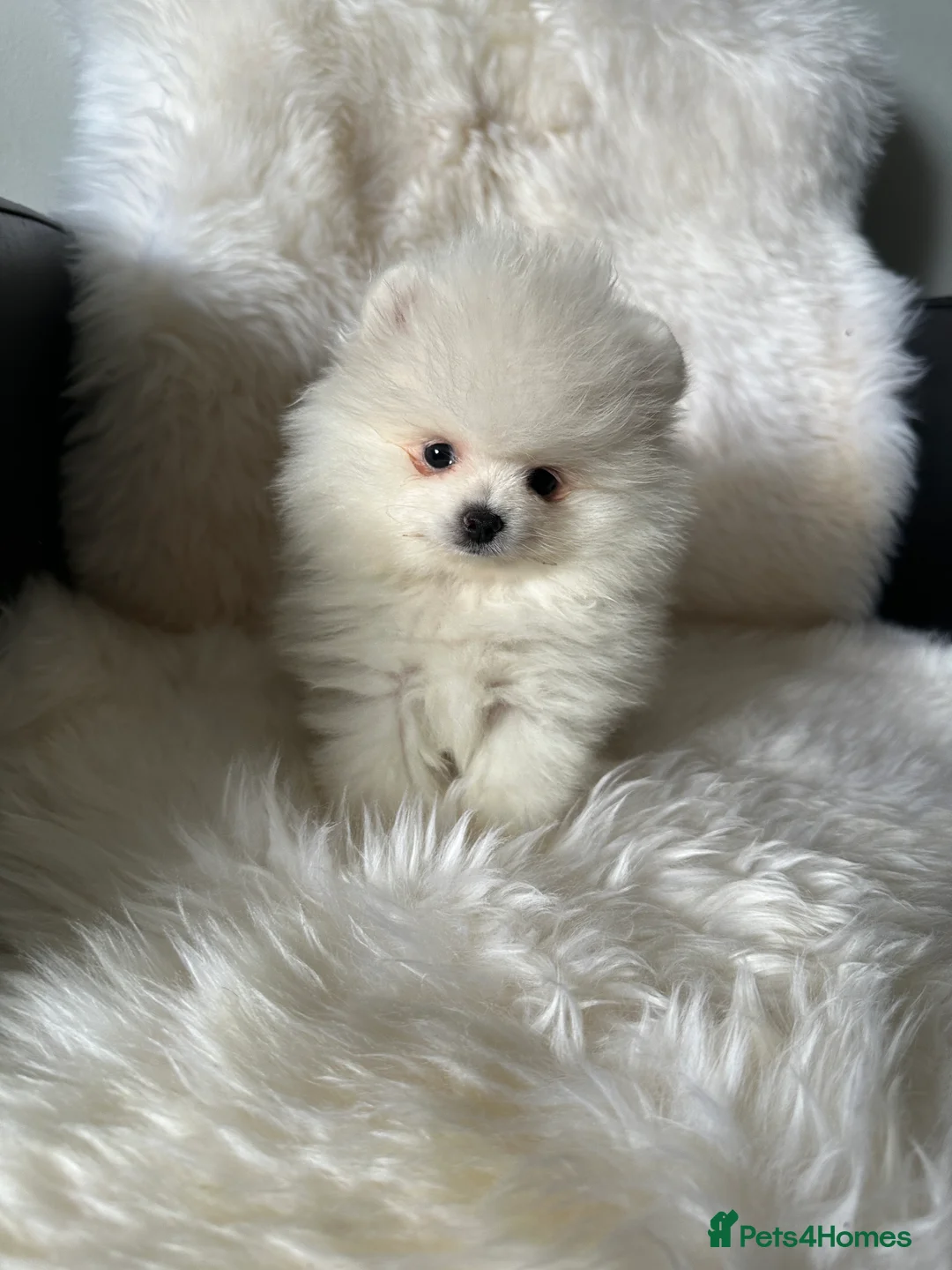 Pomeranian dogs for sale: Last KC pomeranian BOY ready to leave now !  - Advert 3