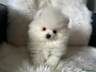 Pomeranian dogs KC pomeranian BOY (!) for reservation! - Advert 11