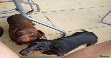 Dachshund dogs - Advert 5