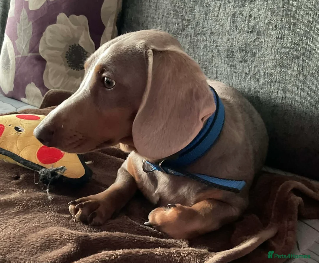 Miniature Dachshund dogs for sale: Stunning boy needs a new home - Advert 2