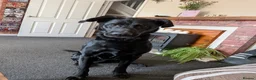 Sheprador dogs for sale: Labrador x German shepherd  - Advert 1