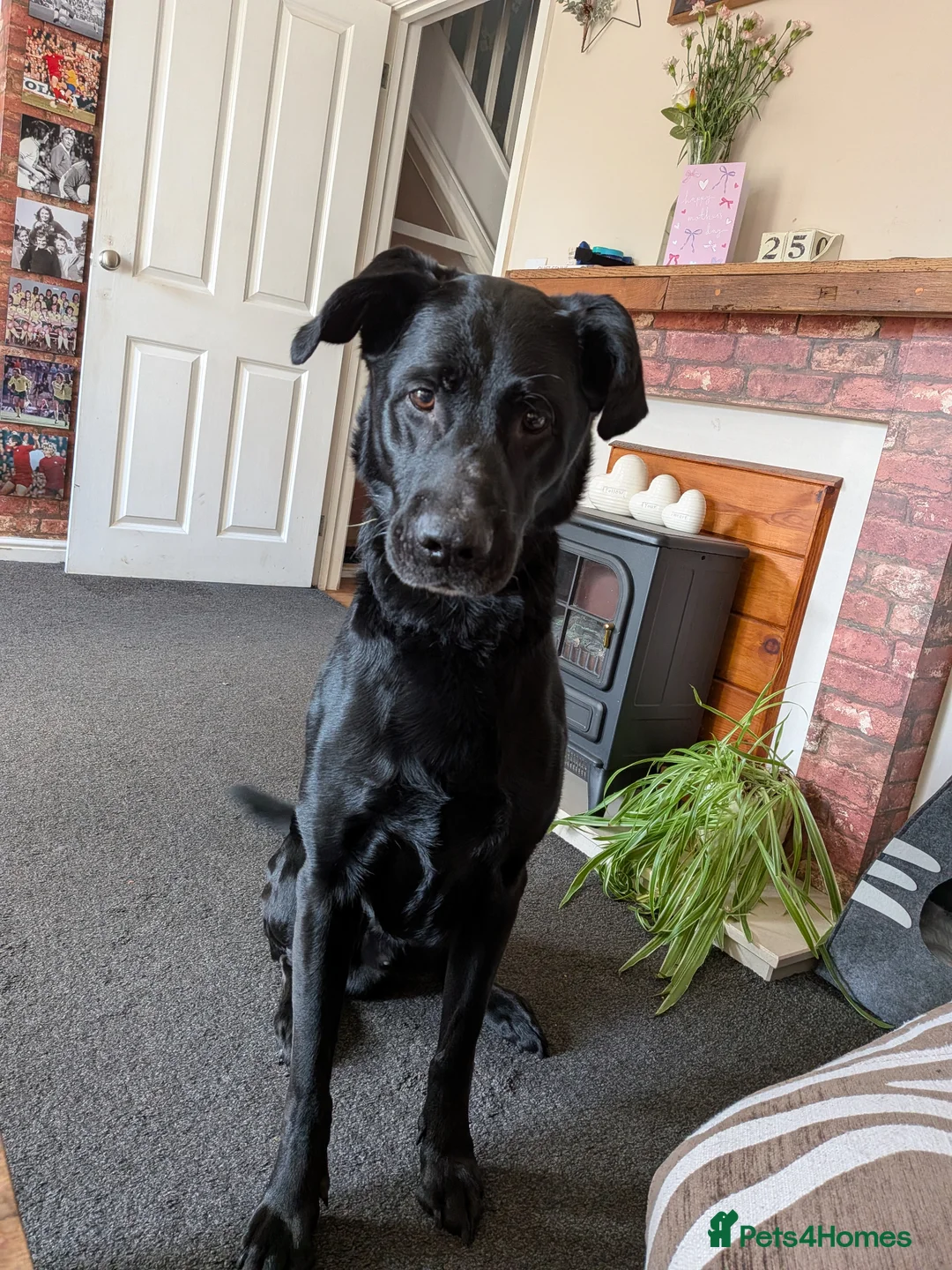 Sheprador dogs for sale: Labrador x German shepherd  - Advert 1
