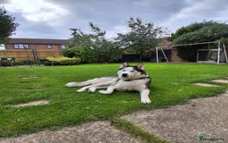 Siberian Husky dogs for stud: Proven Siberian Husky FOR STUD - Image 2