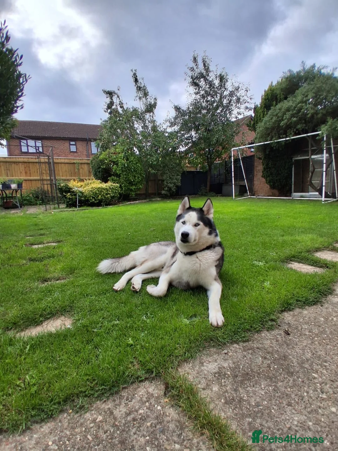 Siberian Husky dogs for stud: Proven Siberian Husky FOR STUD - Advert 2