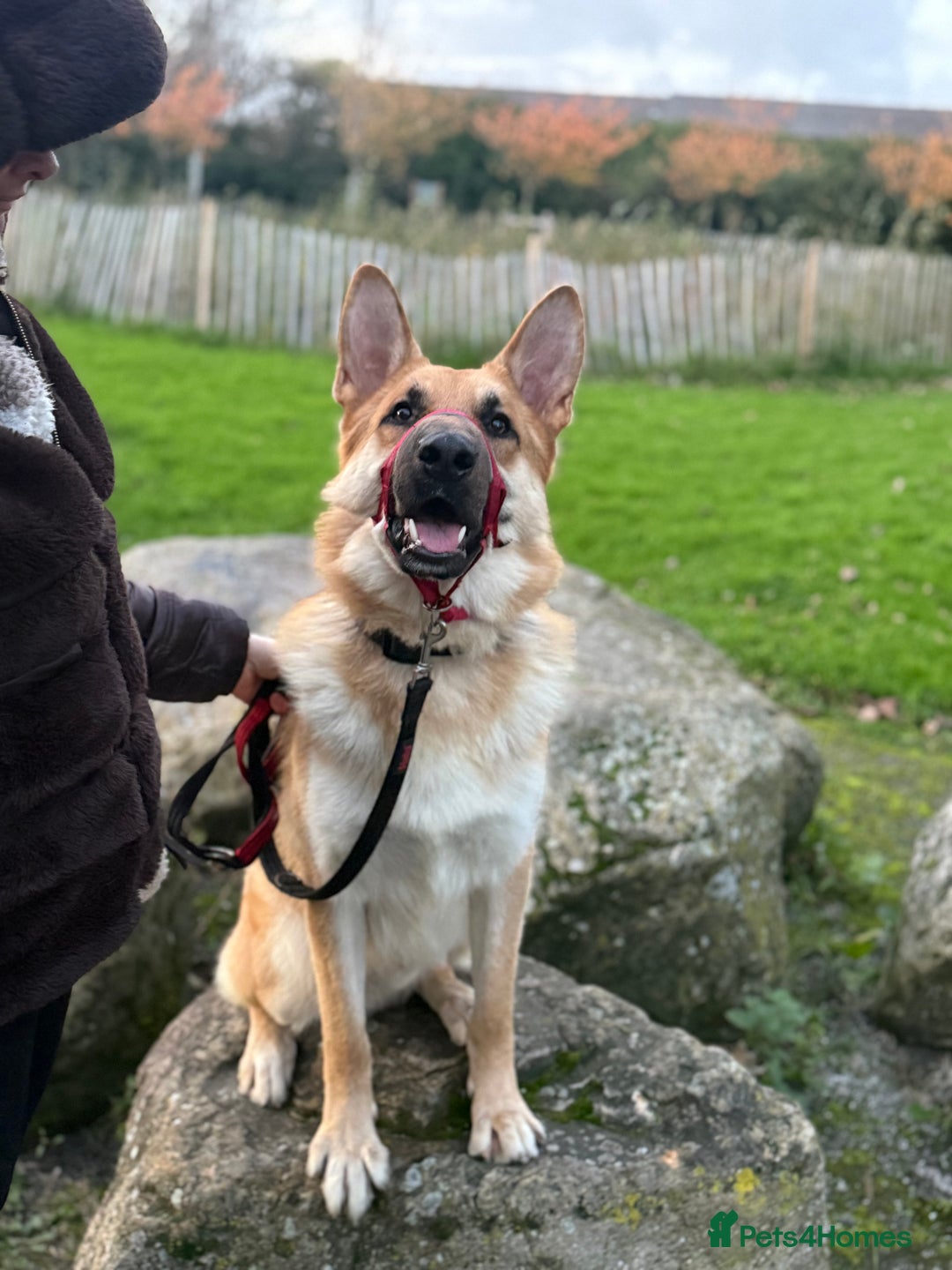 German Shepherd dogs for sale: Male German Shepherd Dog - Advert 12