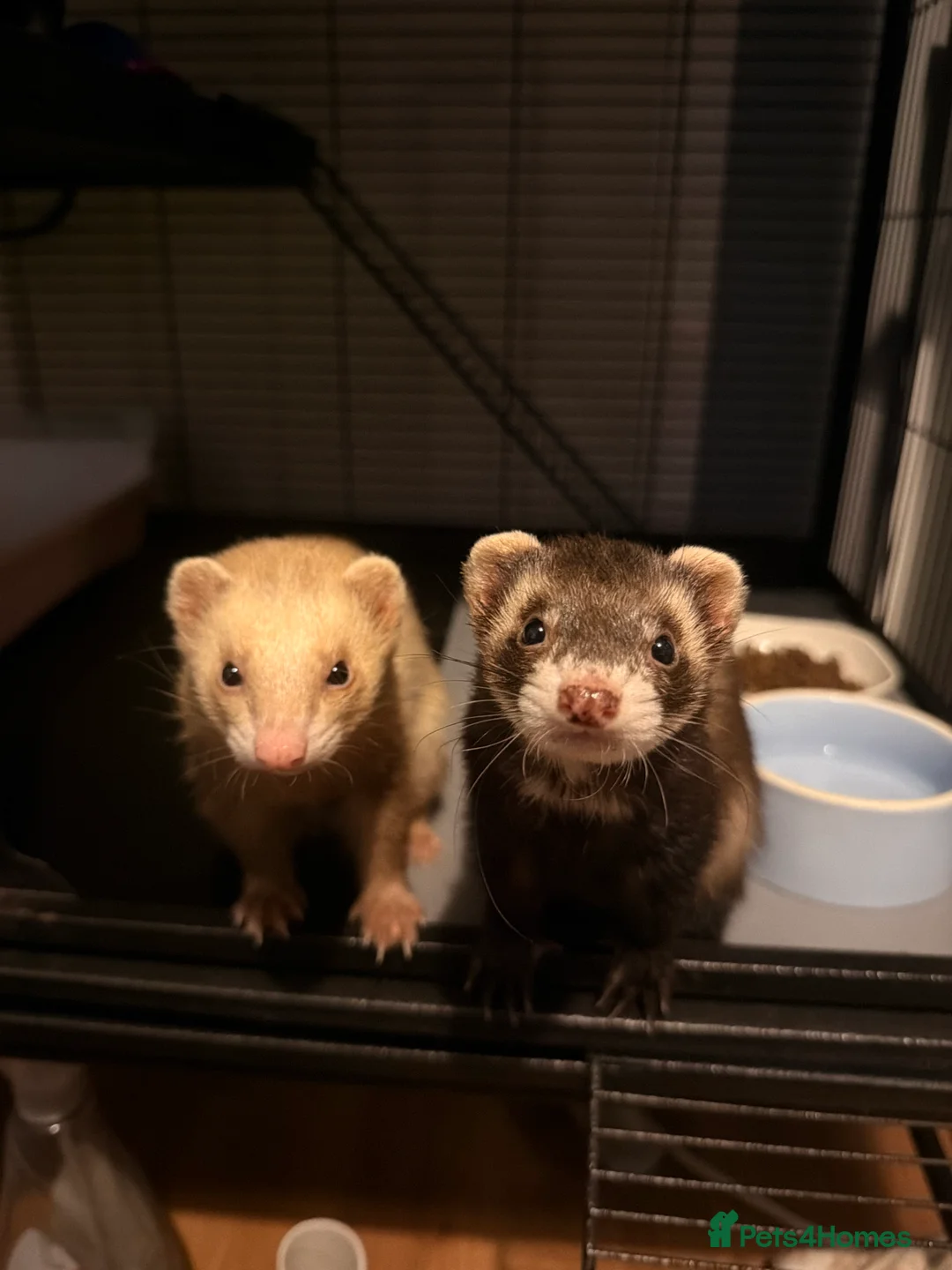 Ferret rodents for sale: Lovely two ferrets for sale  - Advert 2