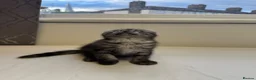 Scottish Fold cats for sale: Scottish Fold Kittens Available  - Advert 7