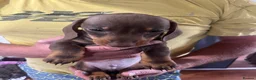 Miniature Dachshund dogs for sale: REDUCED KC Miniature dachshund READY TO LEAVE  - Advert 5