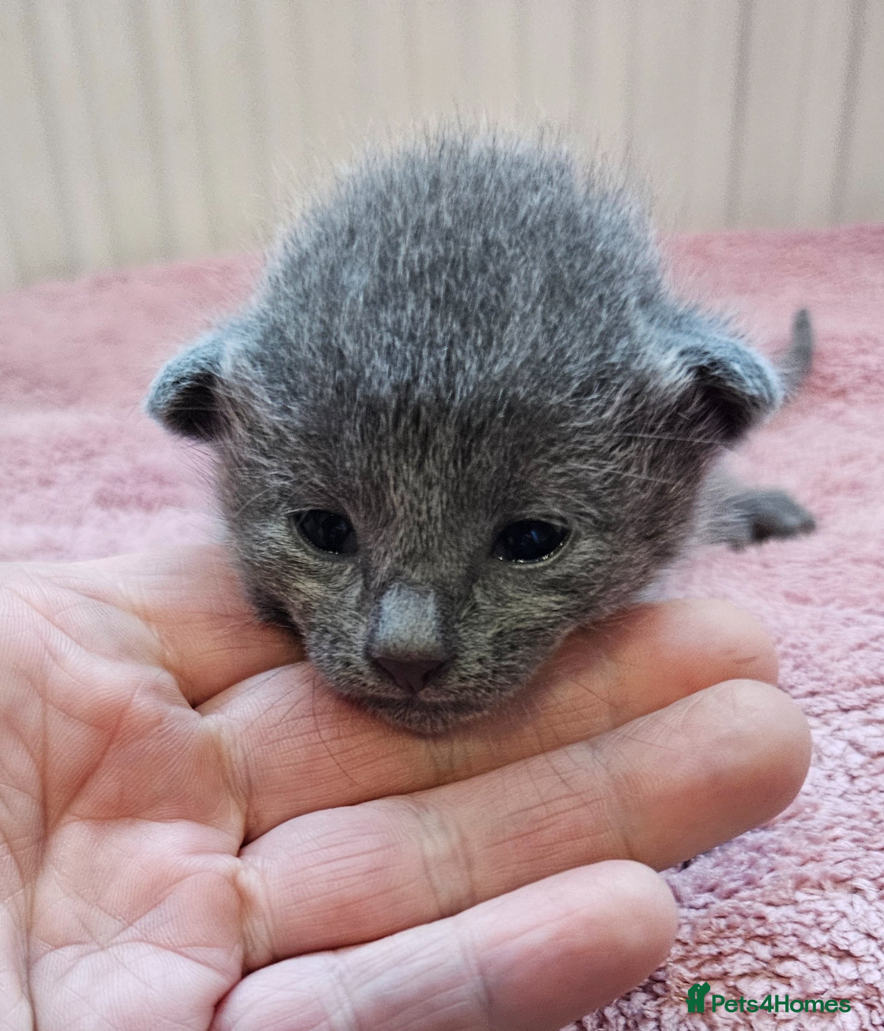 Russian Blue cats for sale: Russian Blue kittens 😸  - Advert 13