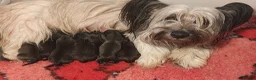 Skye Terrier dogs for sale: Two Beautiful Skye Terrier Puppies  - Advert 14