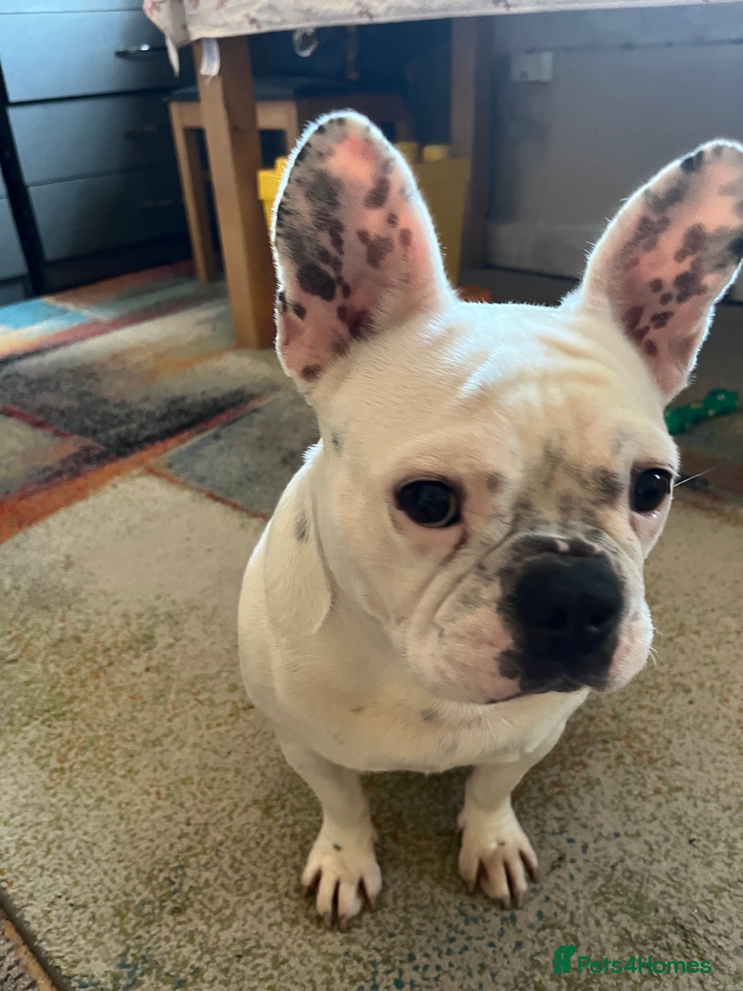 French Bulldog dogs for sale: Molly - Image 3