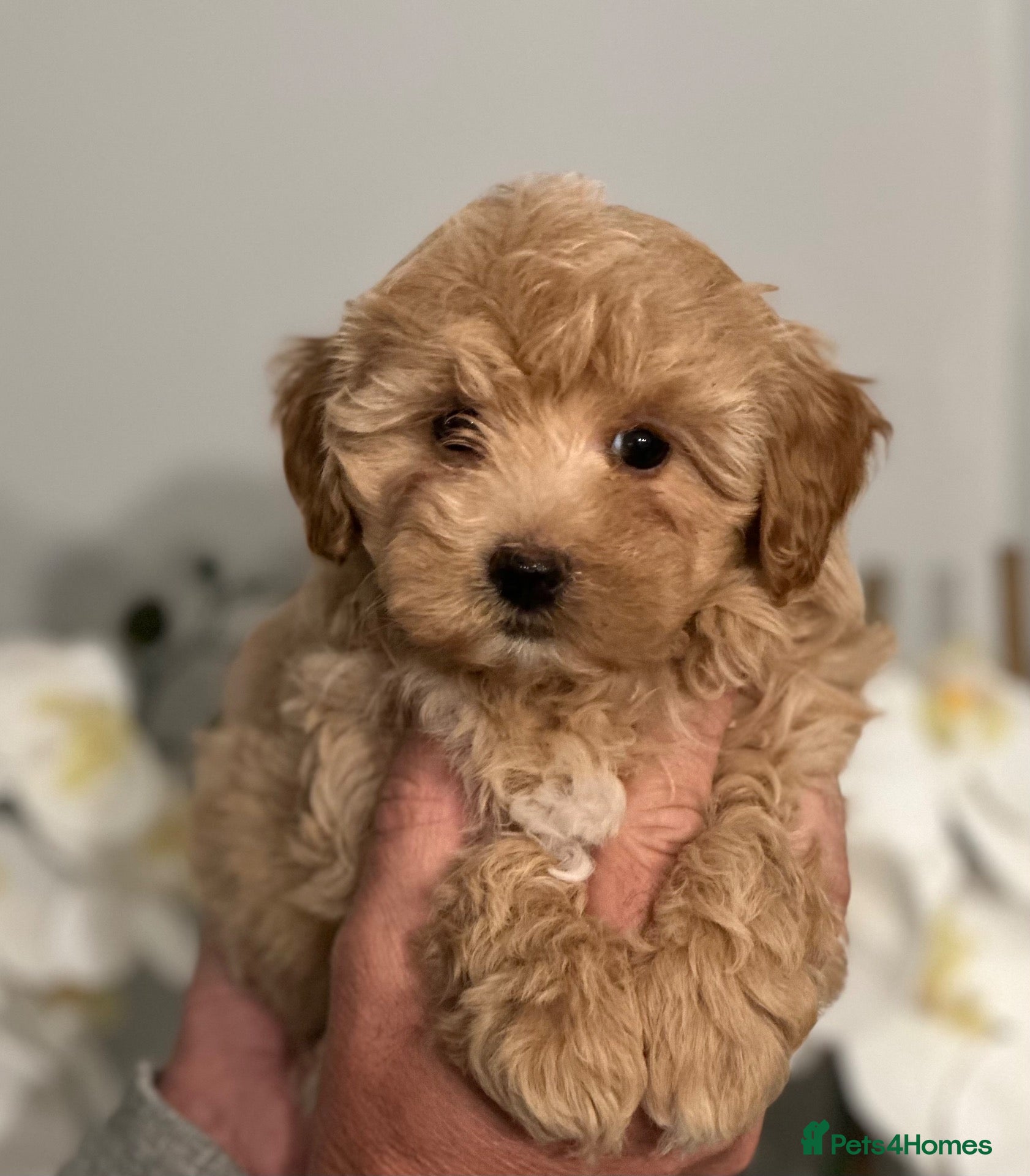 Maltipoo dogs Outstanding quality  **  maltipoo pups  - Advert 5