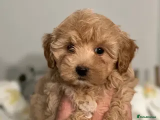 Maltipoo dogs Outstanding quality ** maltipoo pups - Advert 5