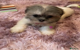 Lhasa Apso dogs for sale: Lhasa Apso Puppies 🐶  - Image 32