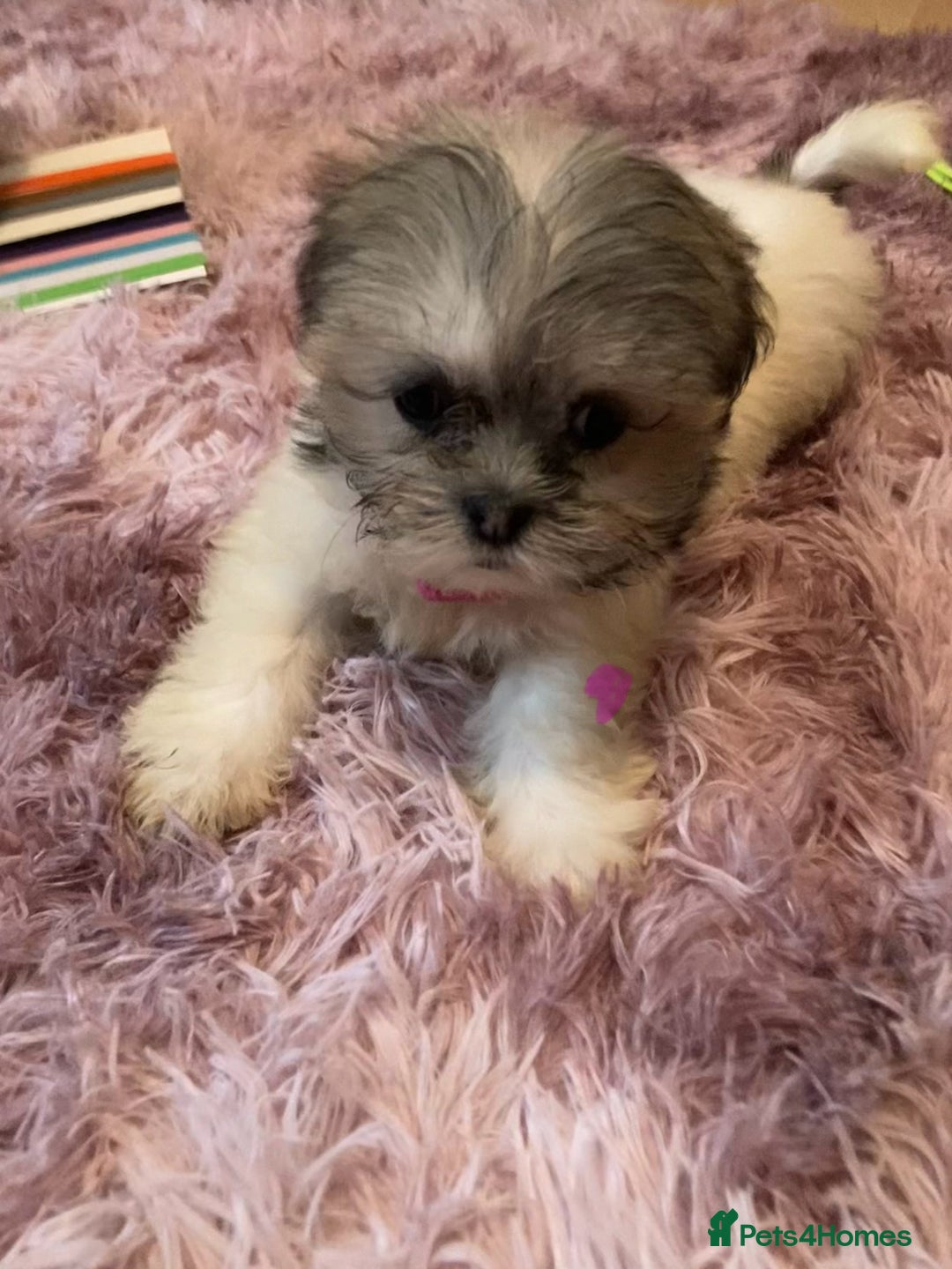 Lhasa Apso dogs for sale: Lhasa Apso Puppies 🐶  - Image 32