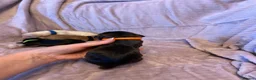 Cocker Spaniel dogs for sale: KC Registered Show Type Cocker Spaniel Puppies - Advert 5