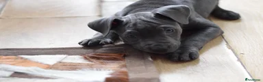 American Bull Staffy Puppy 2