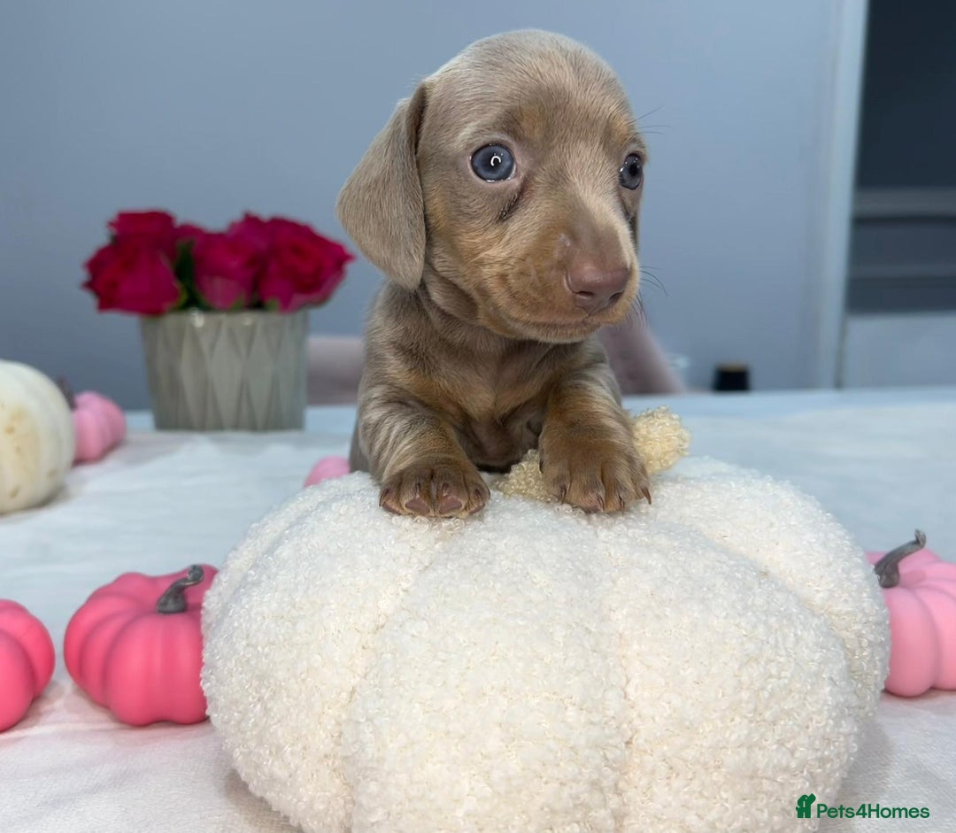 Miniature Dachshund dogs for sale: Miniature Dachshund KC  - Image 3