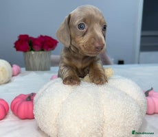 Miniature Dachshund dogs - Advert 1