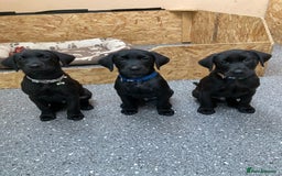 Labrador Retriever dogs for stud: For stud  in Market Drayton - Image 18