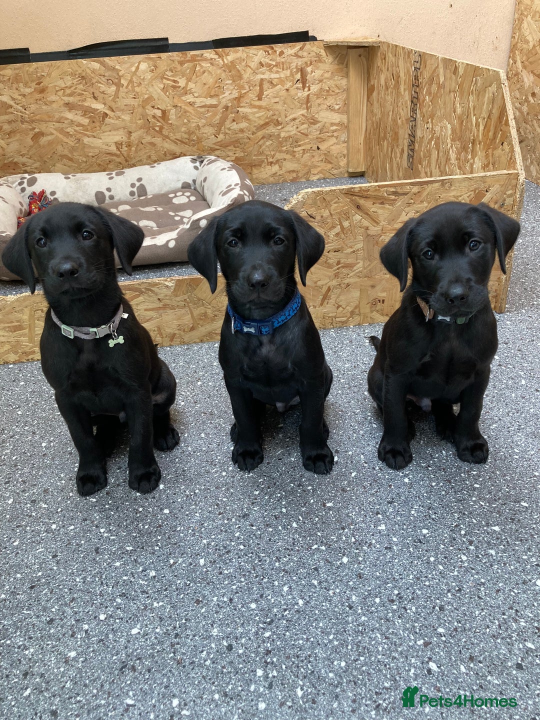 Labrador Retriever dogs for stud: For stud  in Market Drayton - Image 18