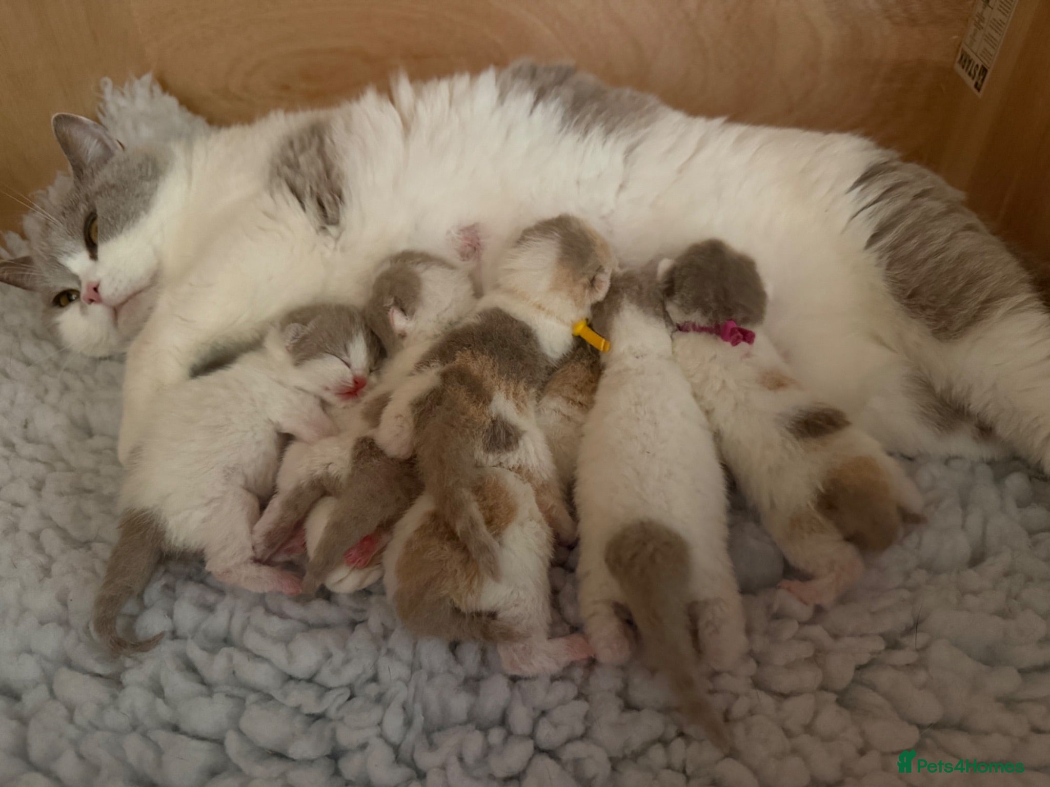 British Shorthair cats for sale: Pedigree British Shorthair - Show Champion Lines - Advert 1