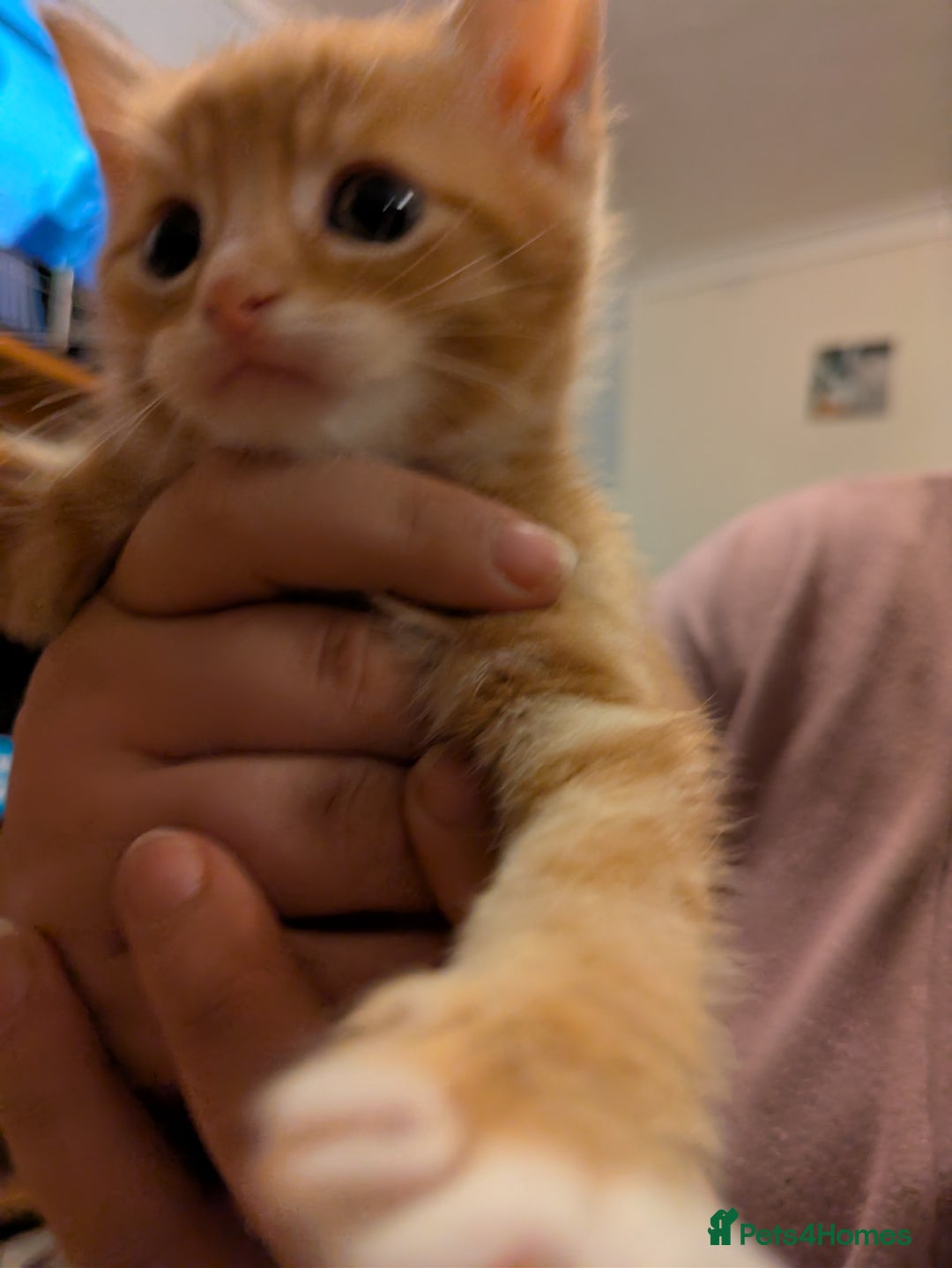 Mixed Breed cats for sale: Mixed breed maine coon  - Image 8
