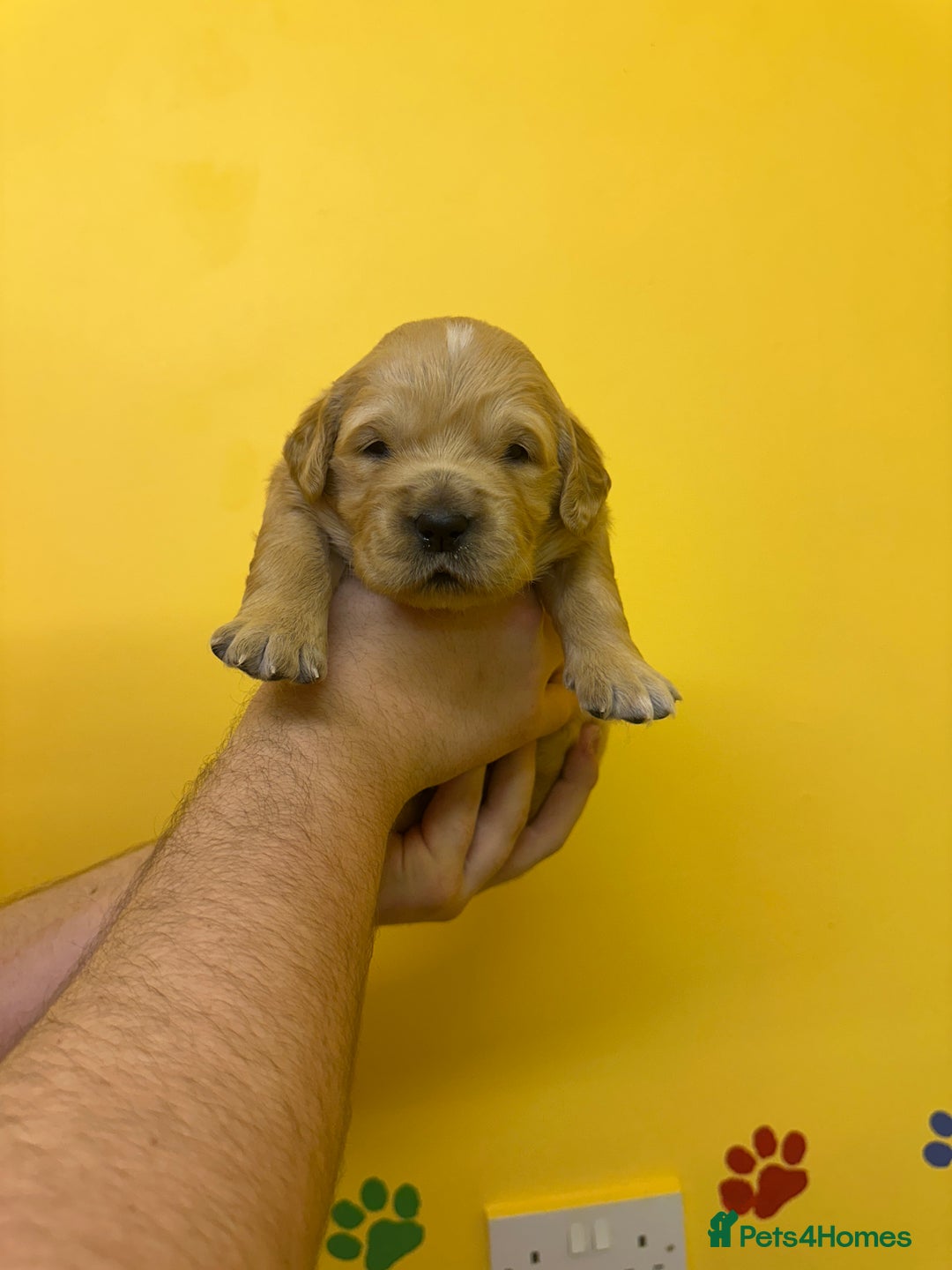 Golden Retriever dogs for sale: Stunning golden retriever puppies for sale  - Advert 2