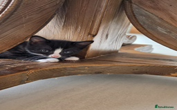 Domestic Shorthair cats for sale: 6 black and white Semi-Domestic kittens - Image 18