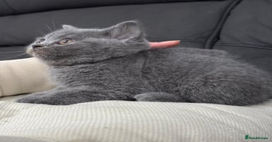 British Shorthair cats British shorthair  - Advert 3