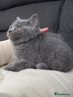 British Shorthair cats British shorthair - Advert 6