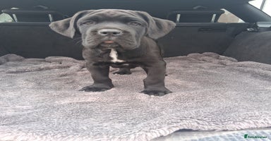 Cane Corso dogs - Advert 4