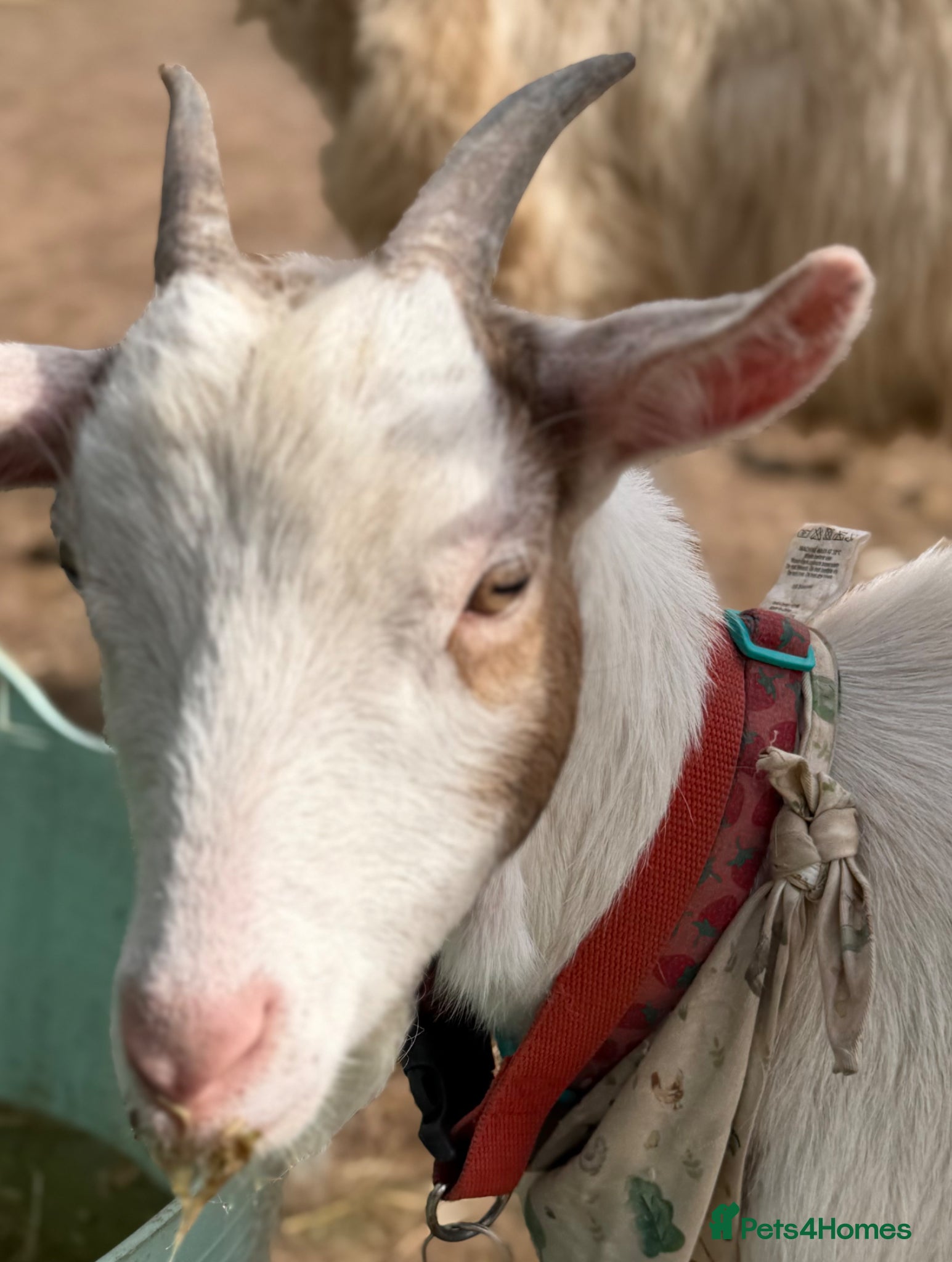 Goats livestock Female Goat For sale  - Advert 1