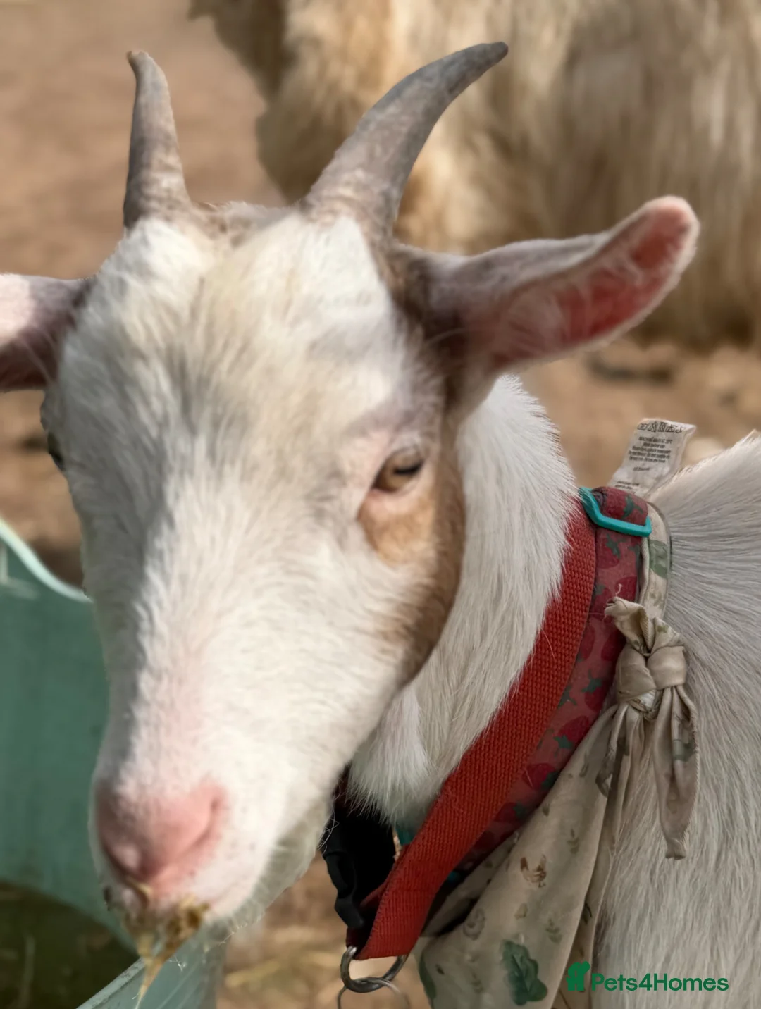 Goats livestock for sale: Female Goat For sale  in Exmouth - Advert 1