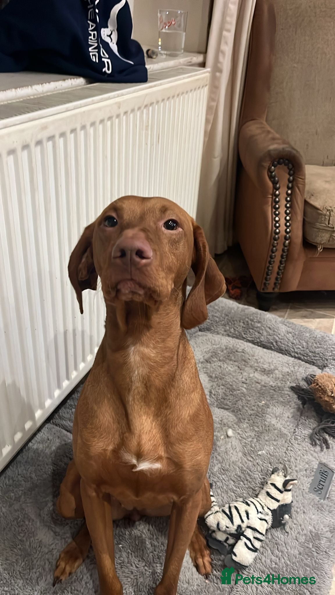 Mixed Breed dogs Fabulous bunch of vizsladors  - Advert 4