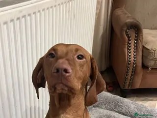 Mixed Breed dogs Fabulous bunch of vizsladors - Advert 4