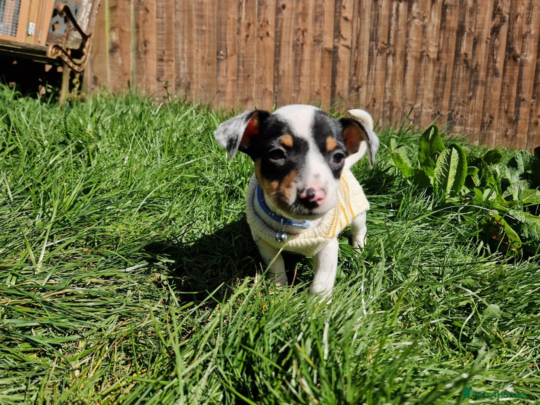 Mixed Breed dogs for sale: Jack russell cross - Image 7