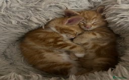 Mixed Breed cats for sale:  Beautiful Kittens for Sale – 2 Boys & 2 Girls 🐾 - Image 16