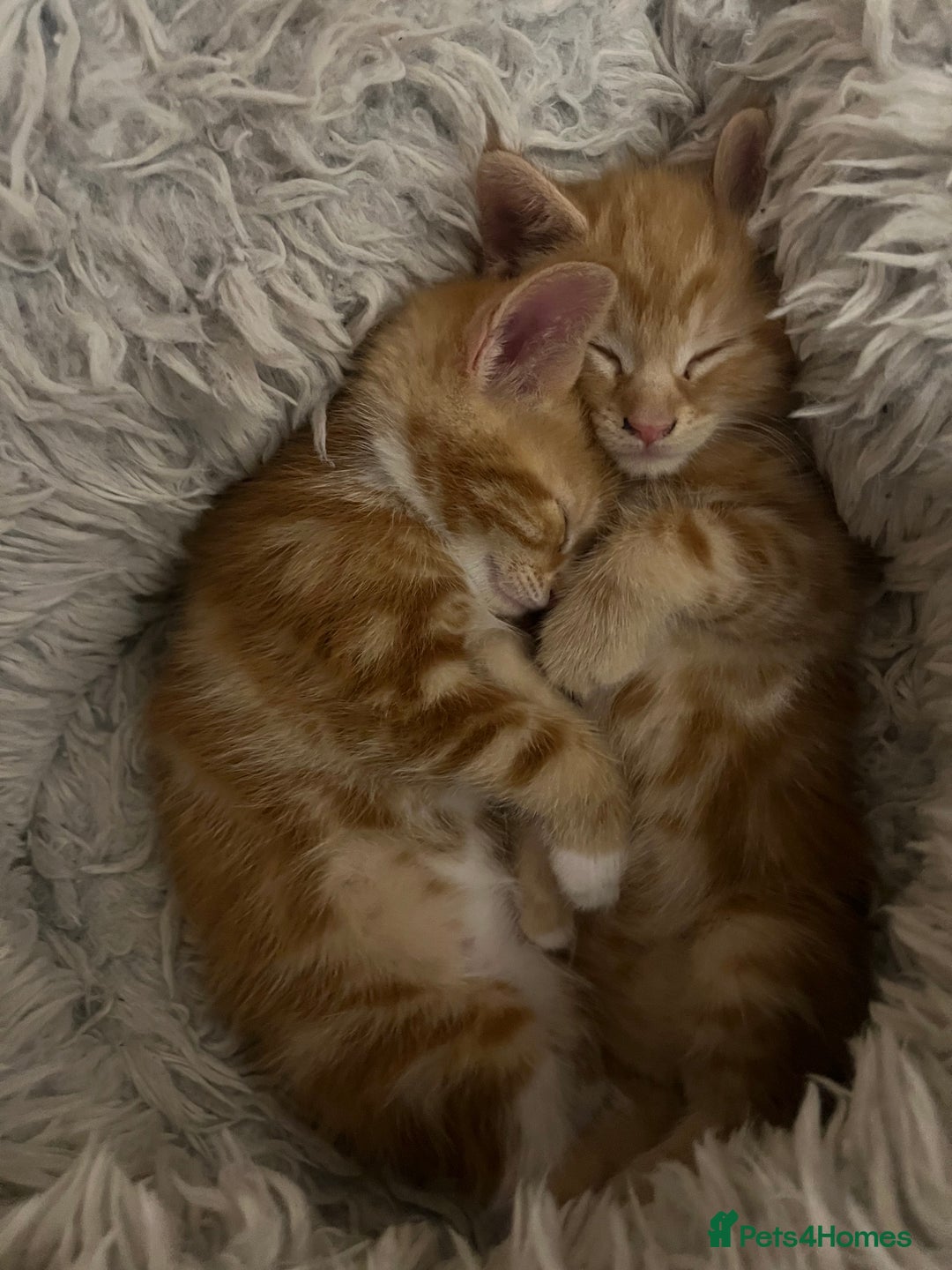 Mixed Breed cats for sale:  Beautiful Kittens for Sale – 2 Boys & 2 Girls 🐾 - Image 16