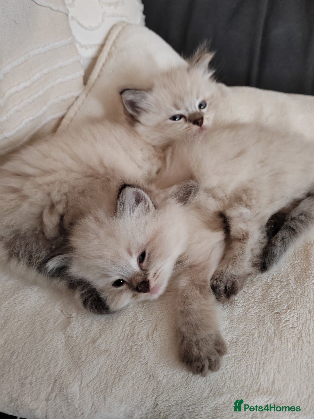 Ragdoll cats for sale: Gorgeous lot of Siberian and Ragdoll mix kittens  - Advert 16