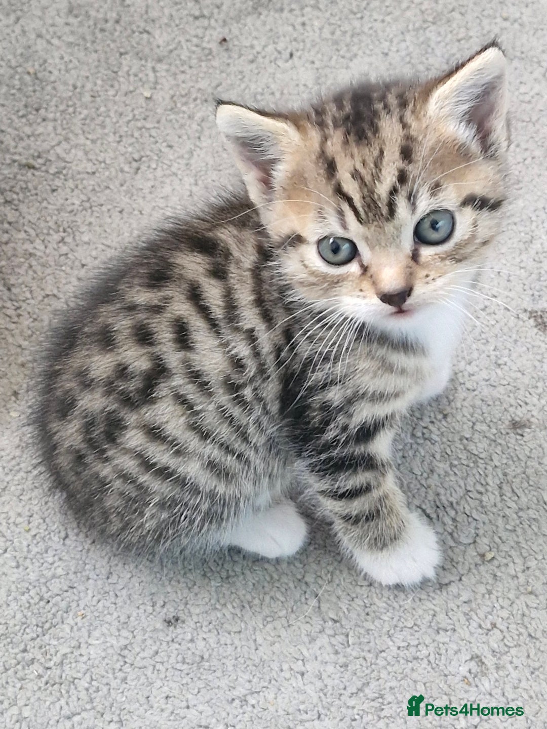 Mixed Breed cats for sale: 2 beautiful female bengal mix kittens  - Advert 3