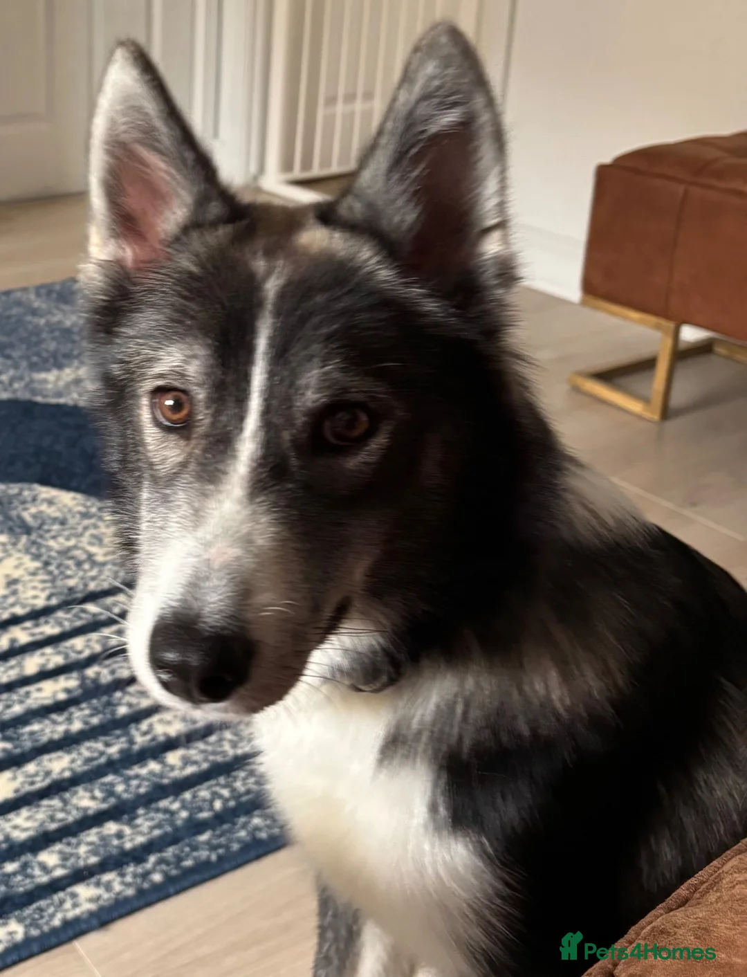 Siberian Husky dogs for sale: Loki  - Advert 6